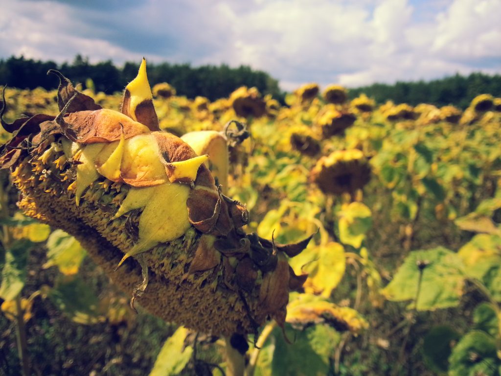 Sonnenblumen2